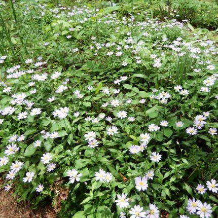 220519 山野草のエキ (118)