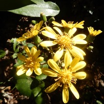 ツワブキ221013 山野草のエキ (53)