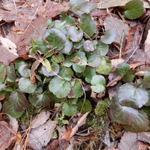 220106 山野草のエキ (22)