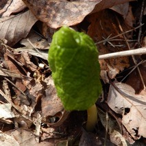 220407 山野草のエキ (92)