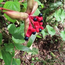 230923 山野草のエキ (49)