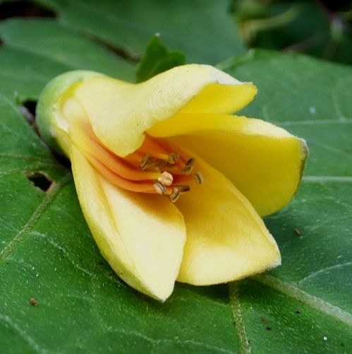 天涯の花の谷 定年生活 天涯の花の谷 定年生活