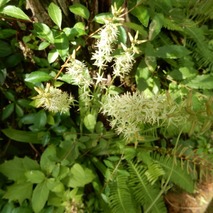 220723 山野草のエキ (49)