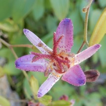 タイワンホトトギス221013 山野草のエキ (5)