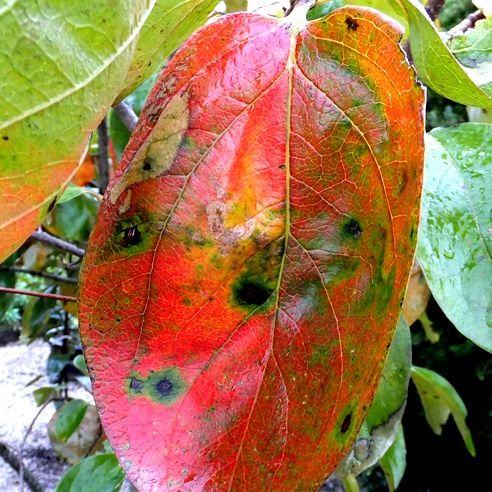 庭の花 庭の晩秋 柿の葉の芸術 オキナワスズメウリの種の採取と育て方 定年生活
