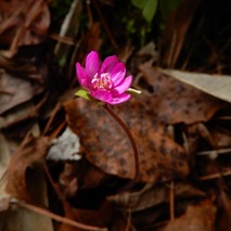 220325 山野草のエキ (67)