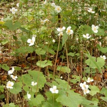 220505 山野草のエキ (58)