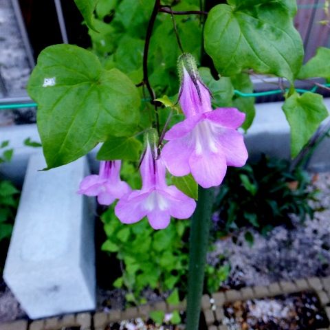庭の花 グリーンカーテン今年もよく出来た 定年生活