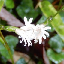 211020 山野草のエキ (36)