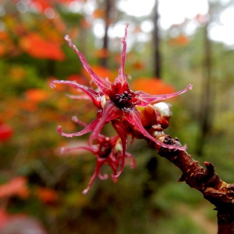 すべての花の画像 無料印刷可能万作 花言葉