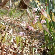 220407 山野草のエキ (43)