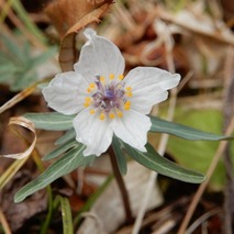 220311 山野草のエキ (41)