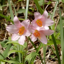 220519 山野草のエキ (76)