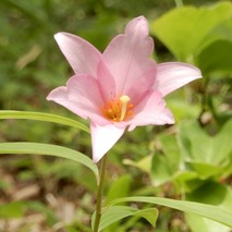 220519 山野草のエキ (77)-1