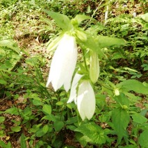 220618 山野草のエキ (63)