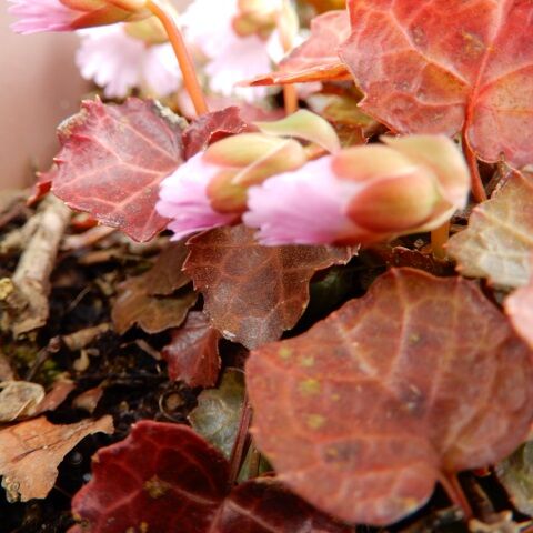 庭の花 イワウチワが咲いた 葉が赤い訳解明 定年生活 庭の花 イワウチワが咲いた 葉が赤い訳解明 定年生活