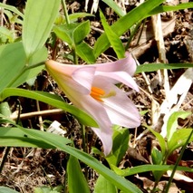 220519 山野草のエキ (58)