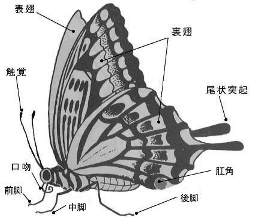針金チョウの製作 蝶の勉強から その2 定年生活 針金チョウの製作 蝶の勉強から その2 定年生活