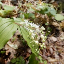 220422 山野草のエキ (43)