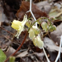 220407 山野草のエキ (110)