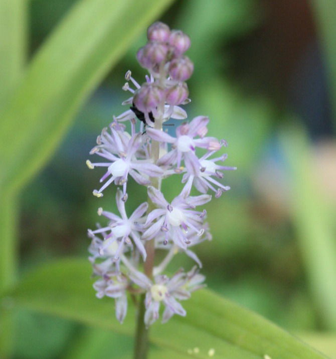 庭の花 １２２ 庭への侵入者 ツルボとヒメツルソバ 定年生活