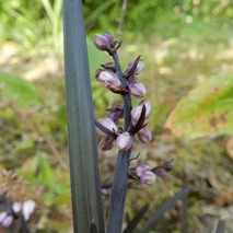 220618 山野草のエキ (5)