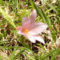 220522 山野草のエキ (32)