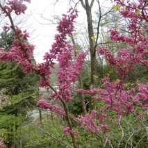 y230418 (56)山野草のエキ