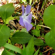 220428 山野草のエキ (12)