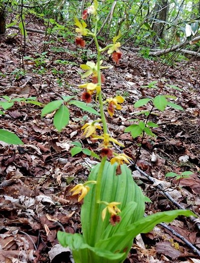 山野草 山の妖精 定年生活