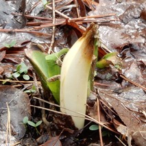 220311 山野草のエキ (23)