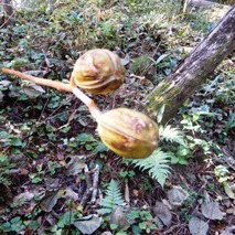 実 ウバユリ221031 (20)