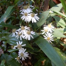 シラヤマギク221031 (22)