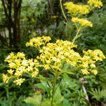 220804 山野草のエキ (39)