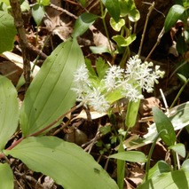 220428 山野草のエキ (118)