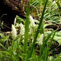 220505 山野草のエキ (45)