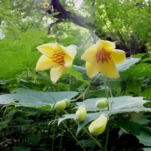 天涯の花の谷 定年生活 天涯の花の谷 定年生活