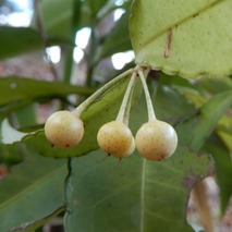 220106 山野草のエキ (50)