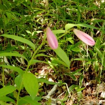 220522 山野草のエキ (41)