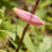220519 山野草のエキ (70)
