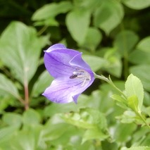 山野草のエキ (32)