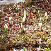 220325 山野草のエキ (59)