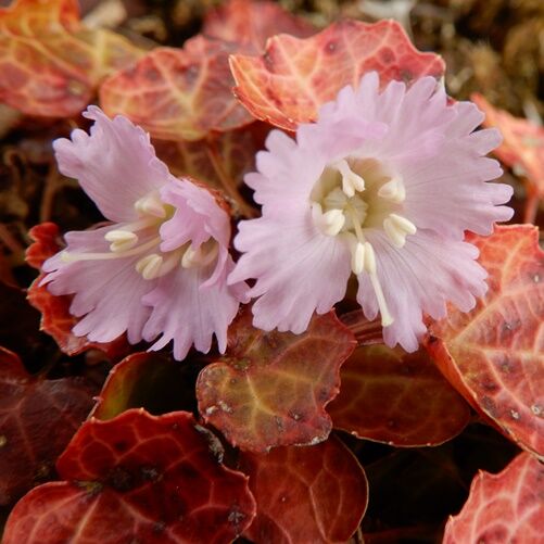 庭の花 イワウチワが咲いた 葉が赤い訳解明 定年生活 庭の花 イワウチワが咲いた 葉が赤い訳解明 定年生活