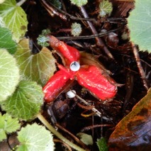 211020 山野草のエキ (83)