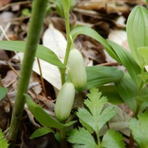 220428 山野草のエキ (122)