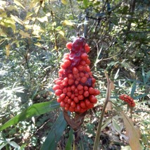 実 マムシグサ221031 (22)