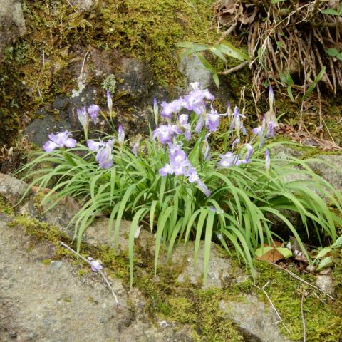 庭の花 ヒメシャガと思っていた花がイリスクラスタータでした 定年生活