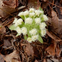 220325 山野草のエキ (73)