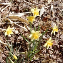 220325 山野草のエキ (94)