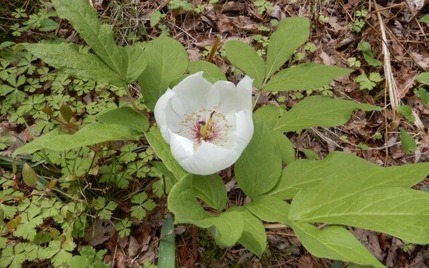 b230418 (62)山野草のエキ